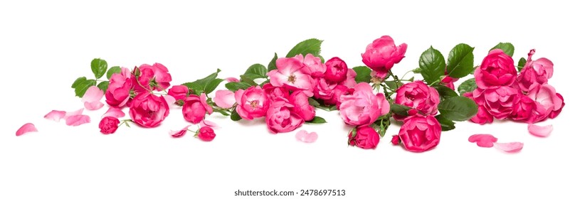 bed of roses, large bunch of colorful pink flowers, buds, petals and leaves loosely spread on a surface, isolated over a white background, love, Valentine's or botanical design element - Powered by Shutterstock