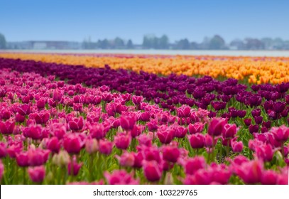 Bed Of Tulips Field