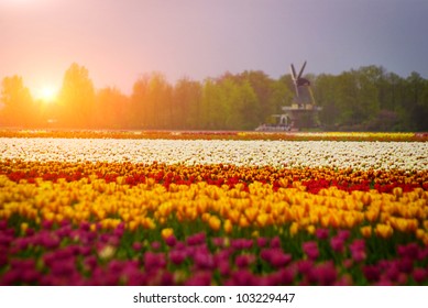 Bed Of Tulips Field And Windmill