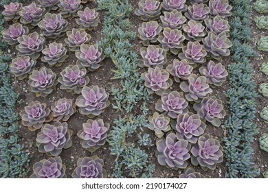 Bed With Various Cactaceae (Caryophyllales) 