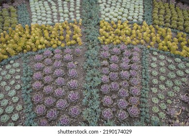 Bed With Various Cactaceae (Caryophyllales) 