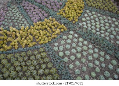 Bed With Various Cactaceae (Caryophyllales) 