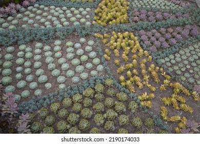 Bed With Various Cactaceae (Caryophyllales) 