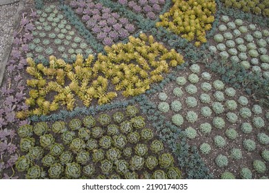 Bed With Various Cactaceae (Caryophyllales) 