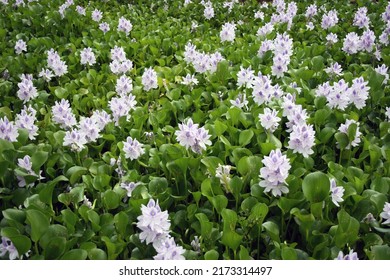 Bed Of Water Hyacinths, Norfolk Island, Australia
