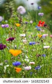 bed of wild flowers in printime
