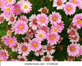 A bed of wild, pink marguerites seen from straight above