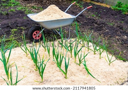 a bed with winter garlic mulched with fresh sawdust, next to a garden wheelbarrow in which sawdust is poured, selective focus