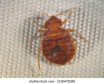 Bedbug Cimex Lectularius Hemiptera Cimicidae Crawling Stock Photo ...