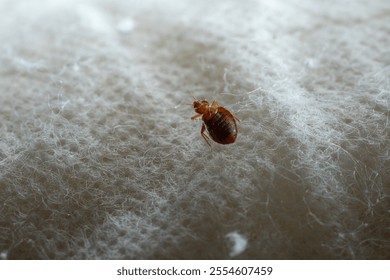 Bedbug on bed and linen macro