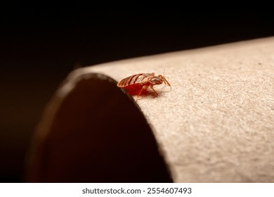 Bedbug on bed and linen macro