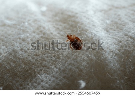 Bedbug on bed and linen macro