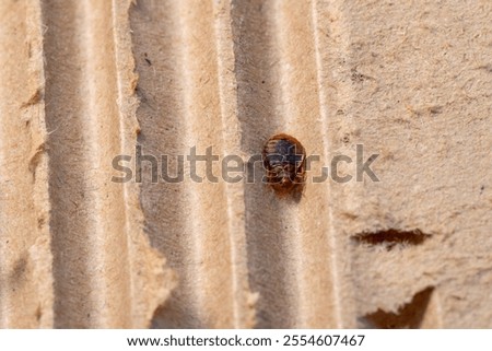 Bedbug on bed and linen macro