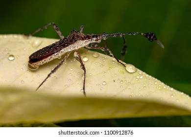 Bedbug On Leaf With Water Drops Close Up - Macro Little Bug Vertical Photo