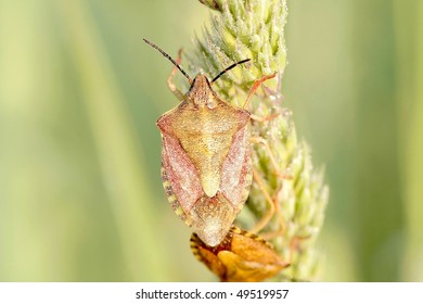 Bedbug On A Plant Covered With Morning Dew In The Sunlight.