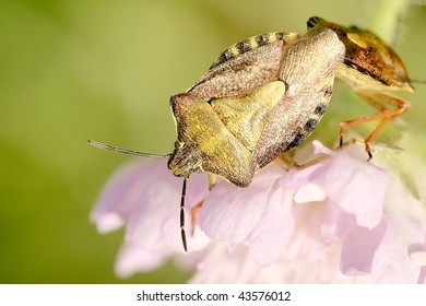 Bedbug Sits On A Flower In The Early Morning.