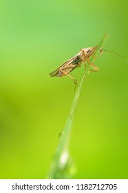 The Bedbug Sits On A Leaf.In The Morning The Grass Is Covered With Dew.