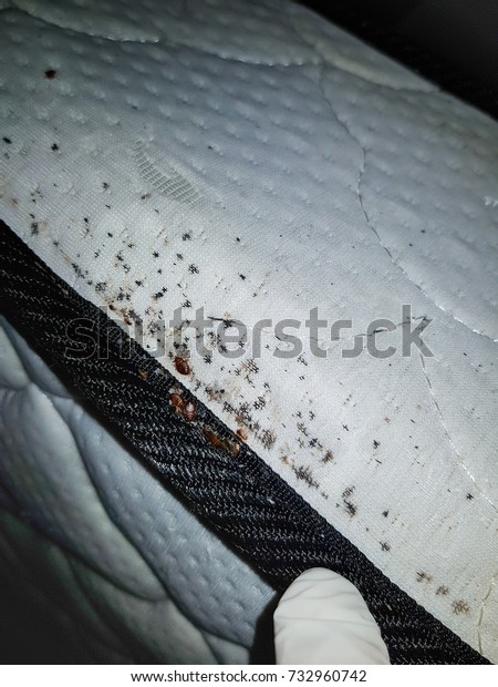 Bedbugs Bed Bug Eggs On Bed Stock Photo 732960742 | Shutterstock