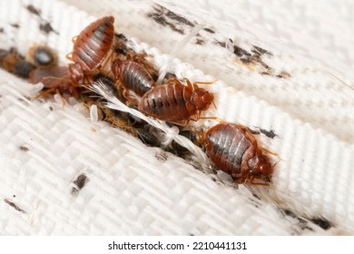 Bedbugs colony on the matress cloth macro. Disgusting blood-sucking insects. Adult insects, larvae and eggs. Traces of vital activity of the insects.