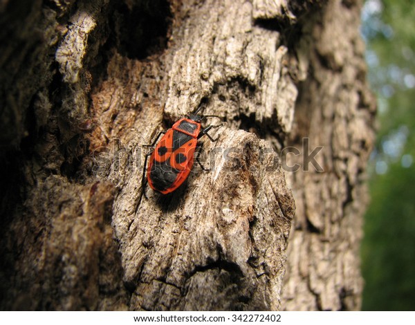 Bedbug-soldier on a tree trunk, red-black beetle,\
super macro mode