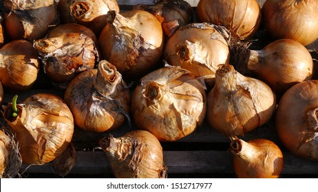 Bedfordshire Champion Onion Bulbs Drying