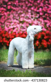 Bedlington Terrier