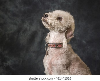 Bedlington Terrier