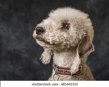 Bedlington Terrier