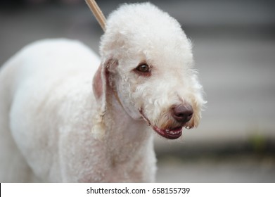 Bedlington Terrier Dog