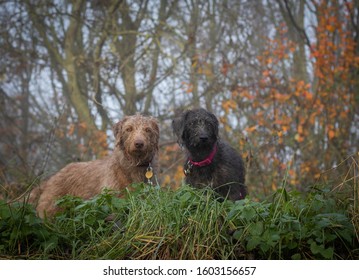 Bedlington Whippet Breed Dog In Countryside