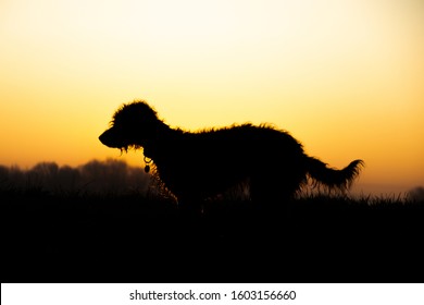 Bedlington Whippet Breed Dog In Countryside