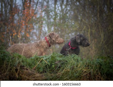 Bedlington Whippet Breed Dog In Countryside