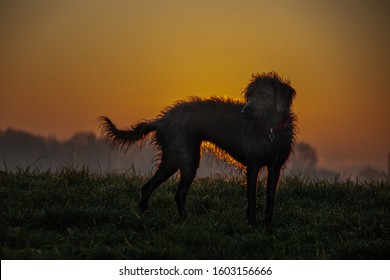 Bedlington Whippet Breed Dog In Countryside