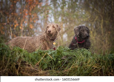 Bedlington Whippet Breed Dog In Countryside