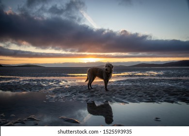 Bedlington Whippet Dog At Sunset