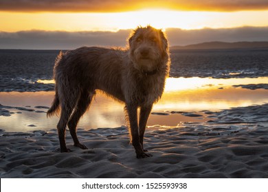 Bedlington Whippet Dog At Sunset