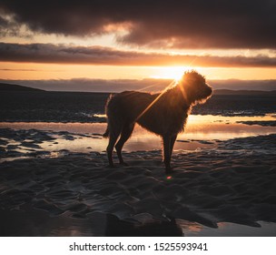 Bedlington Whippet Dog At Sunset