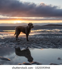 Bedlington Whippet Dog At Sunset