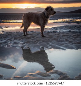 Bedlington Whippet Dog At Sunset