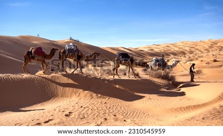 Bedouin cameleer leading a string of camels over sand dunes, on a camel trek in the Sahara Desert, outside of Douz, Tunisia
