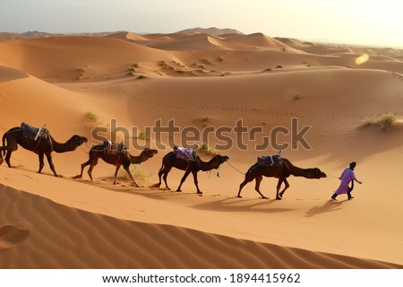 Bedouin man walking between golden sand dunes in the desert followed by four camels one behind the other at sunset, seen from above	
