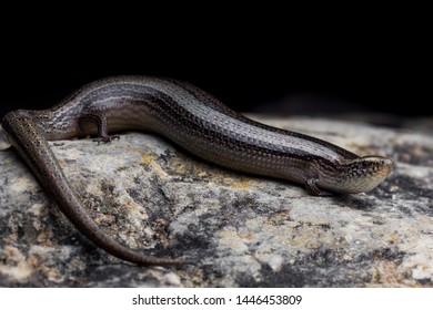 Bedriagas Skink Chalcides Bedriagai Night Stock Photo Edit Now