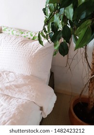 Plants Bedroom Images Stock Photos Vectors Shutterstock