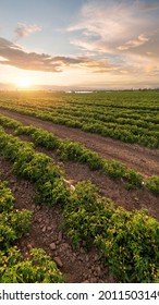 Beds Of Blooming Tomato Bushes Growing On A Farm, At Sunrise. Agricultural Field With Planted Rows Of Tomatoes