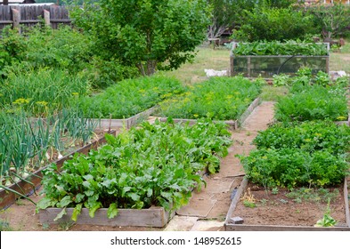 Beds At Kitchen Garden With Various Vegetables