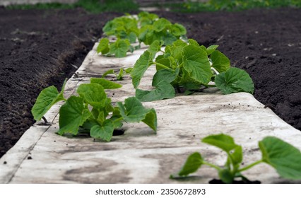 Camas con plantas de melón. Creyendo melones en hileras planas de tierra. Cultivando bayas, frutas y verduras.