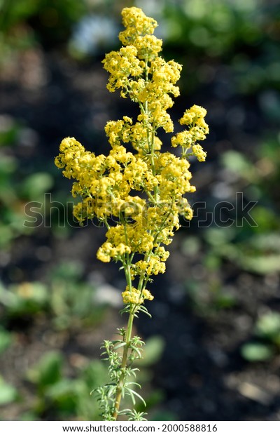 Bedstraw flowers are a genus of annual, biennial\
and perennial herbaceous plants of the Madder family, distributed\
throughout the world.