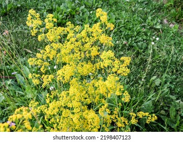 Bedstraw Present Or Yellow Bedstraw (lat. Galium Verum) - Yellow Flowers Close-up. Other Names: Spring Bedstraw, Honey Grass, Yellow Porridge, Etc.