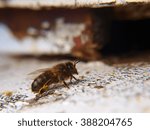 bee