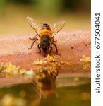 Bee